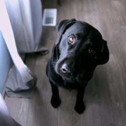 dog-unsplash